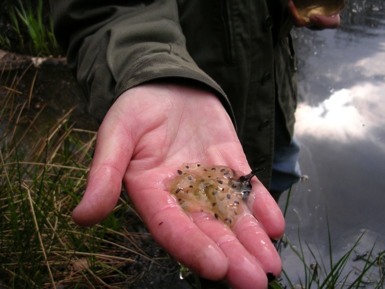 Ponte de grenouille agile